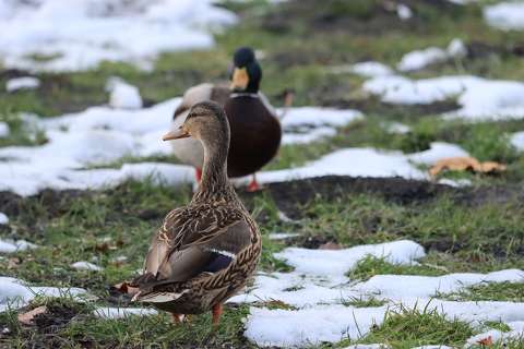 Ábrándos tekintet. Tőkés récék a parton.
