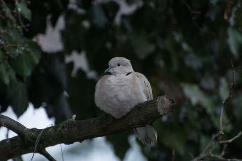 Balkáni gerle gubbaszt az esőben
