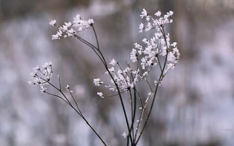 címlapfotó tél zúzmara