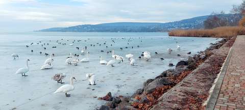 Balaton, hattyúk