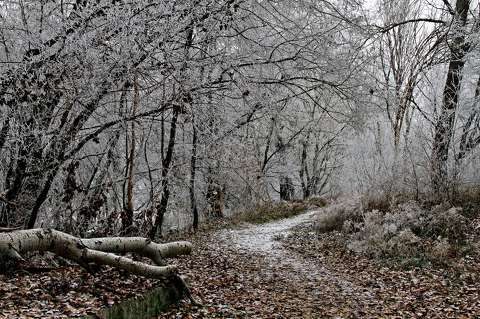 erdő tél zúzmara út