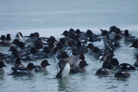 Kercerécék, Szántódrév