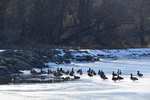 kacsa tél vizimadár