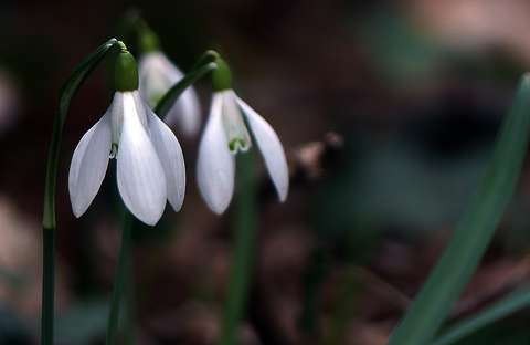 címlapfotó hóvirág tavaszi virág vadvirág