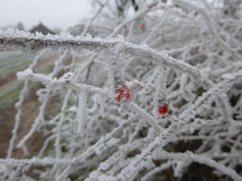 Lécium bogyója zúzmara-csipkében
