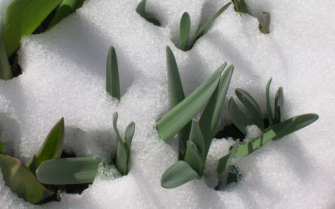 Havas tavasz/tulipán és nárcisz a hóban