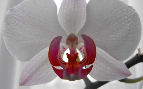 orchidea