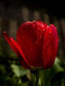 nőnap tavaszi virág tulipán vízcsepp