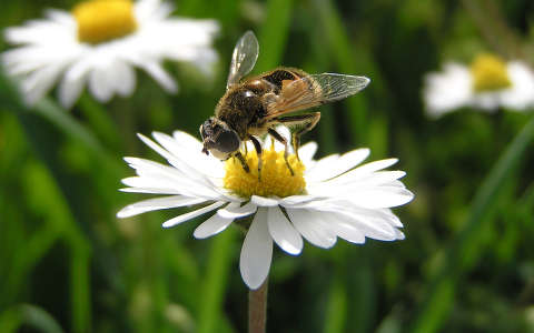 méh rovar százszorszép