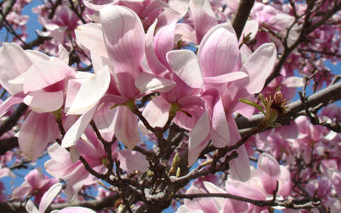 magnolia, tavasz