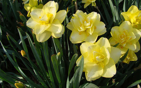 narcisz