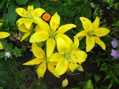 liliom