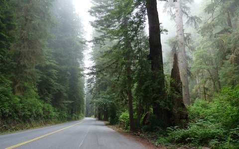 Redwood USA