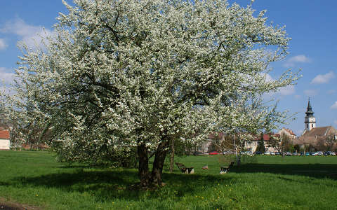 Tavasz,virágzó fa