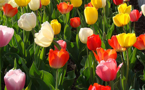 szines tulipanok