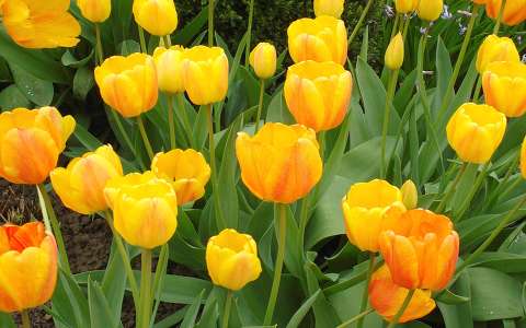 Tulipánok