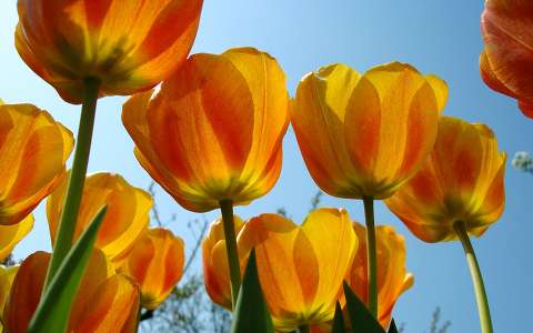 Sárga tulipánok