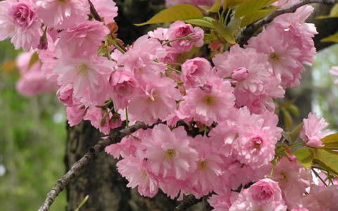 Japán cseresznyefa