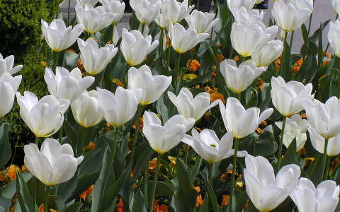 tulipán