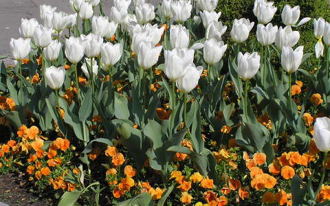 tavaszi virág tulipán árvácska