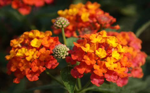 Sétányrózsa (Lantana)