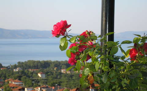 görögország nyári virág rózsa stavros