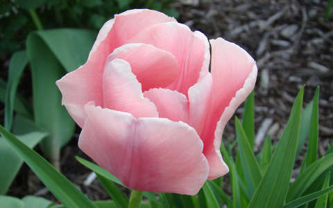 tulipan