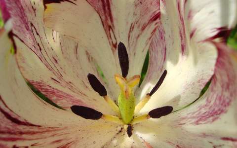 Tulipán