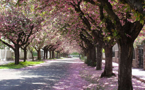 fasor tavasz virágzó fa út