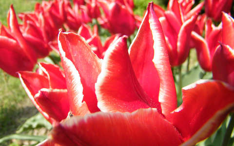 tulipán