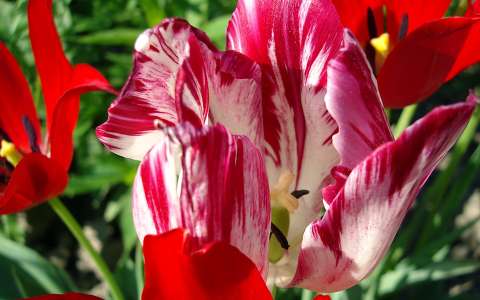 Tulipán