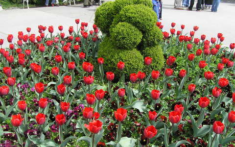 kertek és parkok tulipán
