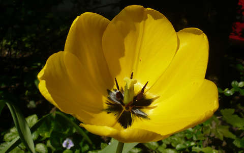 tulipán