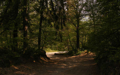 erdő út