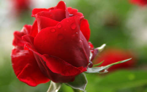 nyári virág névnap és születésnap rózsa vízcsepp