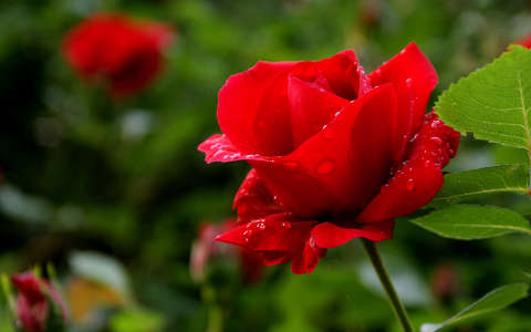 nyári virág rózsa vízcsepp