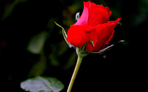 bimbó rózsa valentin vízcsepp