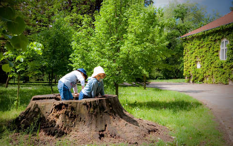 arborétum vácrátót park gyerek fák fatörzs ég zöld