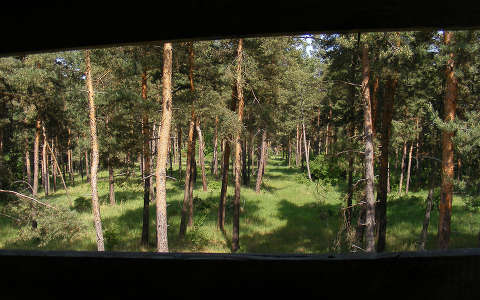 ablak erdő fenyő örökzöld