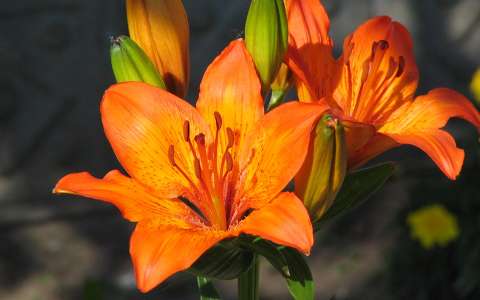 liliom