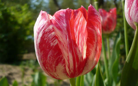 tulipán