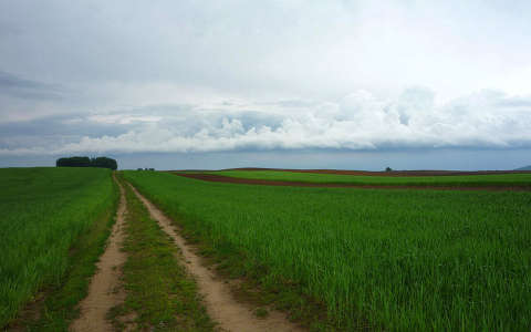 gabonaföld mező út