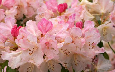 rododendron tavaszi virág vízcsepp