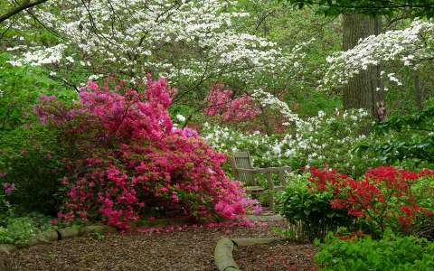 kertek és parkok rododendron tavasz tavaszi virág