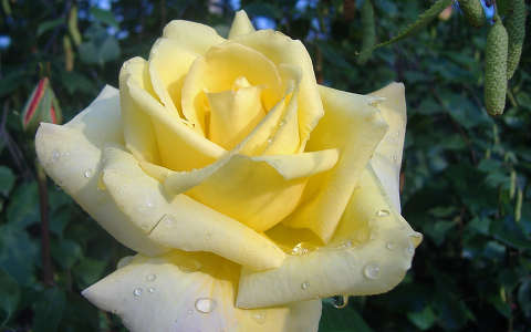 Sárga rózsa. Fotó: Csonki