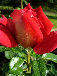 rózsa vízcsepp