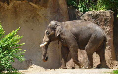 elefant