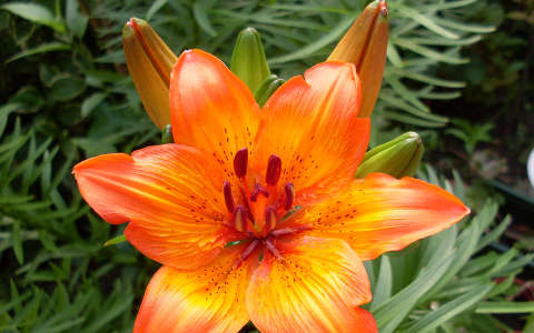 Tűzliliom (Lilium bulbiferum)