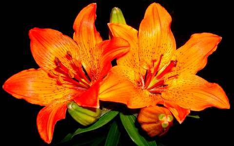 Liliom