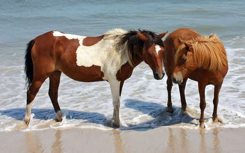 lovak tenger tengerpart valentin